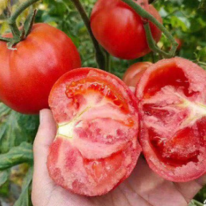 普罗旺斯番茄 海阳普罗旺斯西红柿
