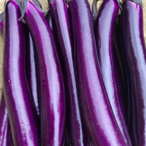 紫长茄 精品紫红长茄，烧烤茄，合作