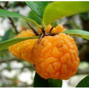 猴脑果苗 果实为橘红色或橙黄色 味